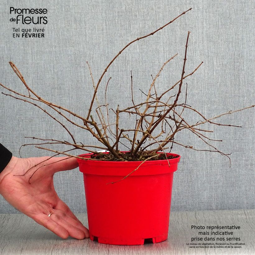 Amostra de Brinco-de-princesa Tom West Vaso de 2 L/3 L tal como entregue no inverno