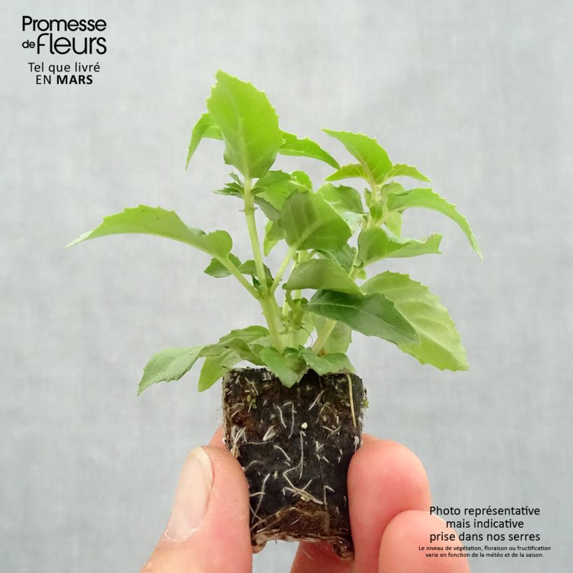 Amostra de Fuchsia semi-retombant Bella Nora  Mini-motte Ø 3/4 cm tal como entregue na primavera