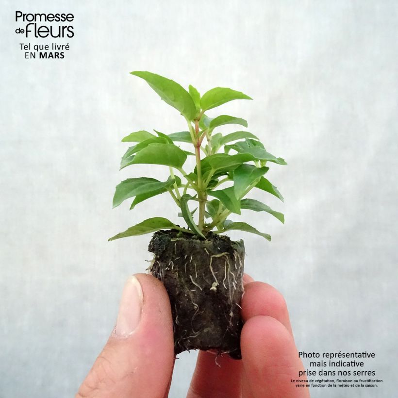 Amostra de Fuchsia semi-retombant Bella Sophia Mini-motte Ø 3/4 cm tal como entregue na primavera