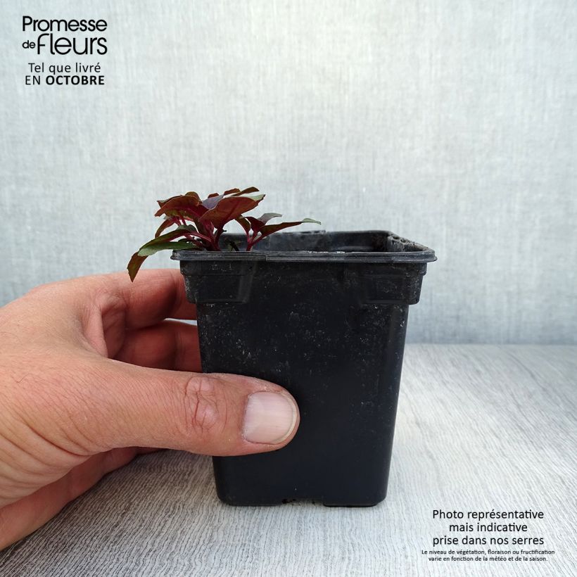 Amostra de Fuchsia triphylla Vaso de 7/8 cm tal como entregue no outono
