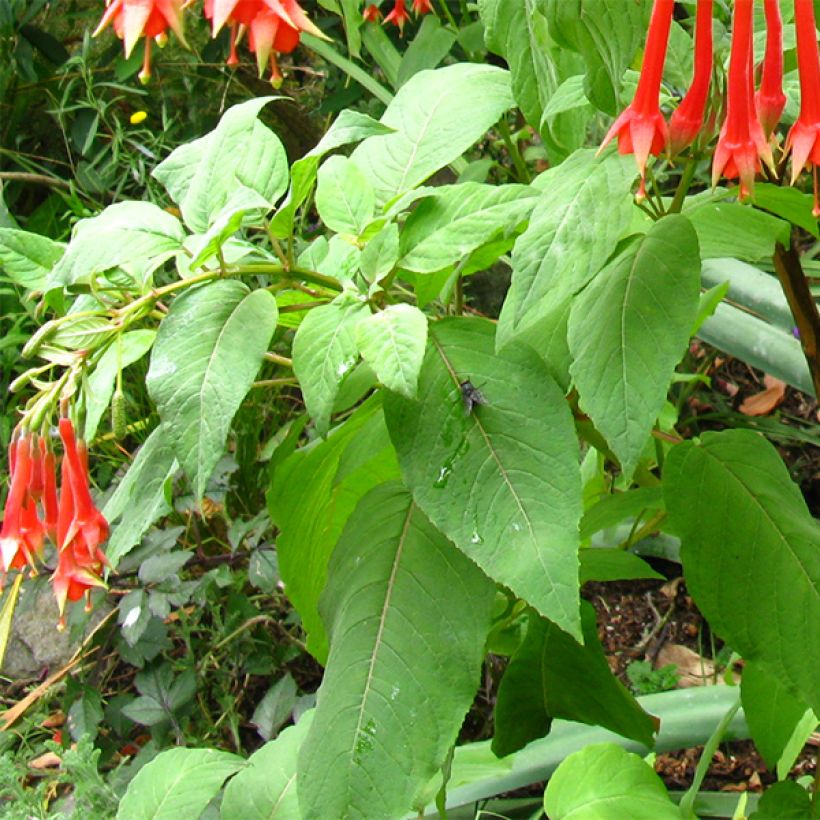 Fuchsia triphylla (Folhagem)