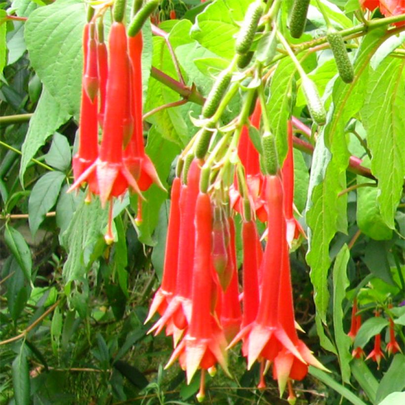 Fuchsia triphylla (Floração)