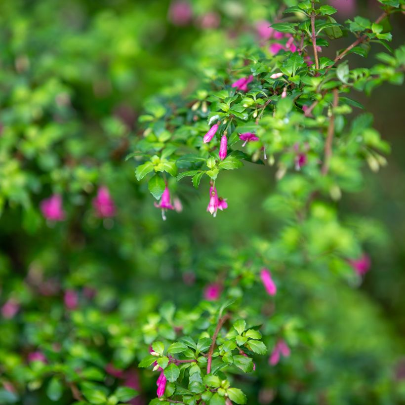 Fuchsia microphylla subsp. microphylla (Folhagem)
