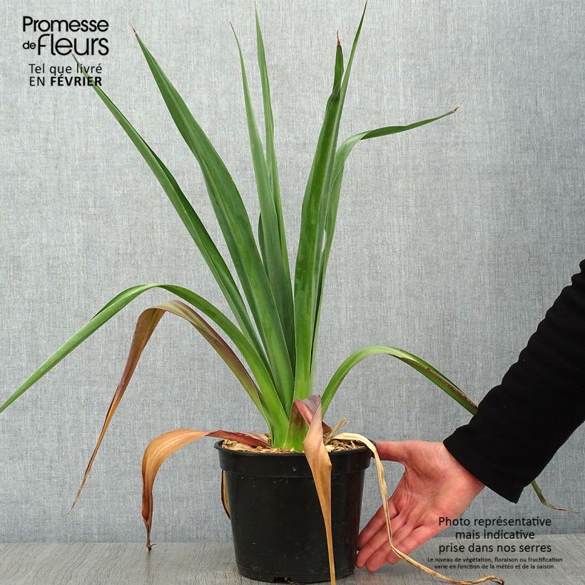 Amostra de Furcraea bedinghausii Vaso de 3 L/4 L tal como entregue no inverno