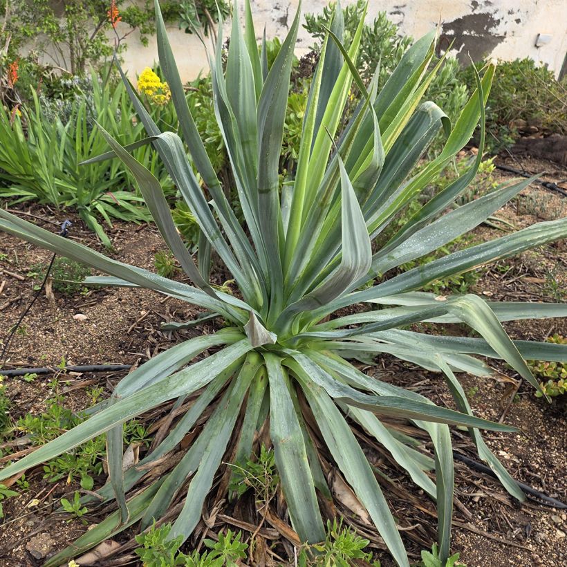 Furcraea bedinghausii (Hábito)
