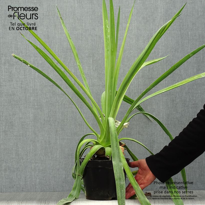 Amostra de Furcraea longaeva Vaso de 4 L/5 L tal como entregue no outono