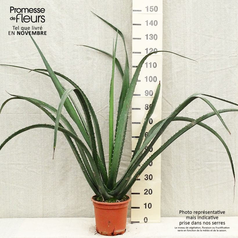 Amostra de Furcraea macdougallii Vaso de 7,5 L/10 L tal como entregue no outono