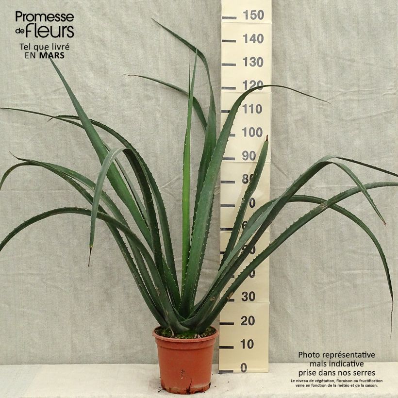 Amostra de Furcraea macdougallii Vaso de 7,5 L/10 L tal como entregue no verão