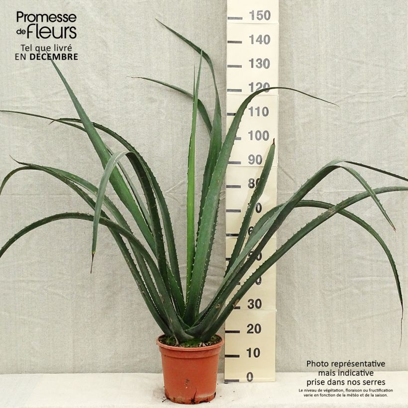 Amostra de Furcraea macdougallii Vaso de 7,5 L/10 L tal como entregue no inverno