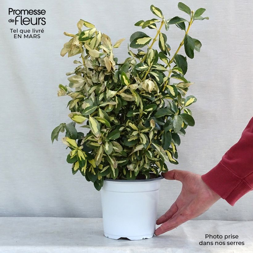 Amostra de Fusain du Japon - Euonymus japonicus Duc d'Anjou Vaso de 3 L/4 L tal como entregue no inverno