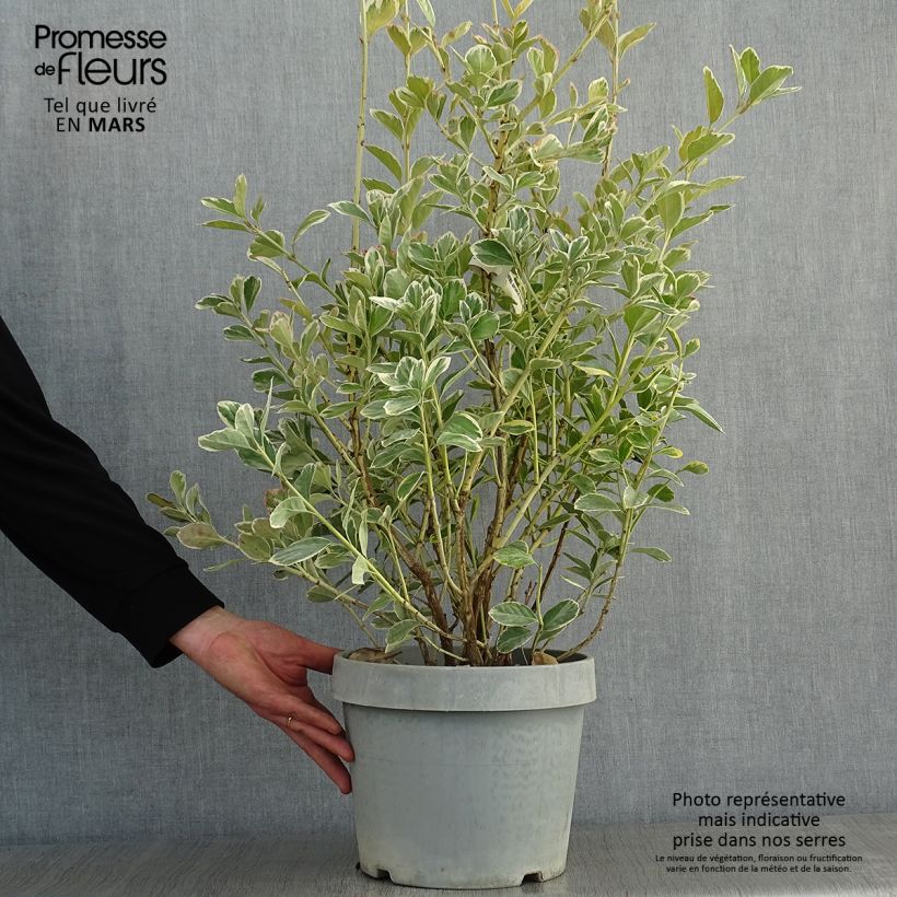 Amostra de Fusain du Japon - Euonymus japonicus Silver King Vaso de 7,5 L/10 L tal como entregue no inverno