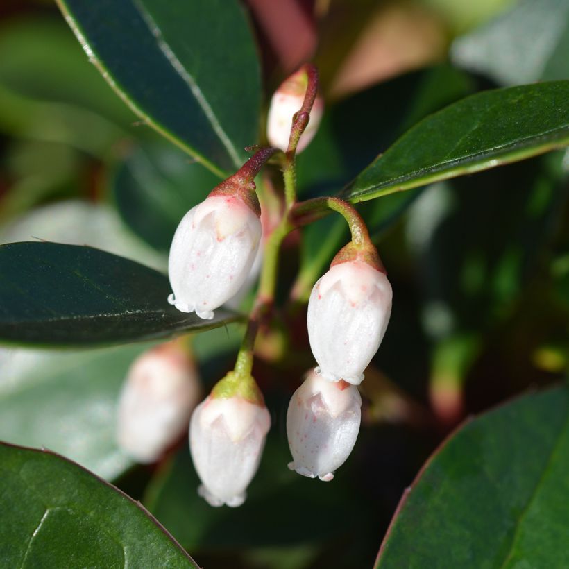 Gaultheria White Pearl (Floração)