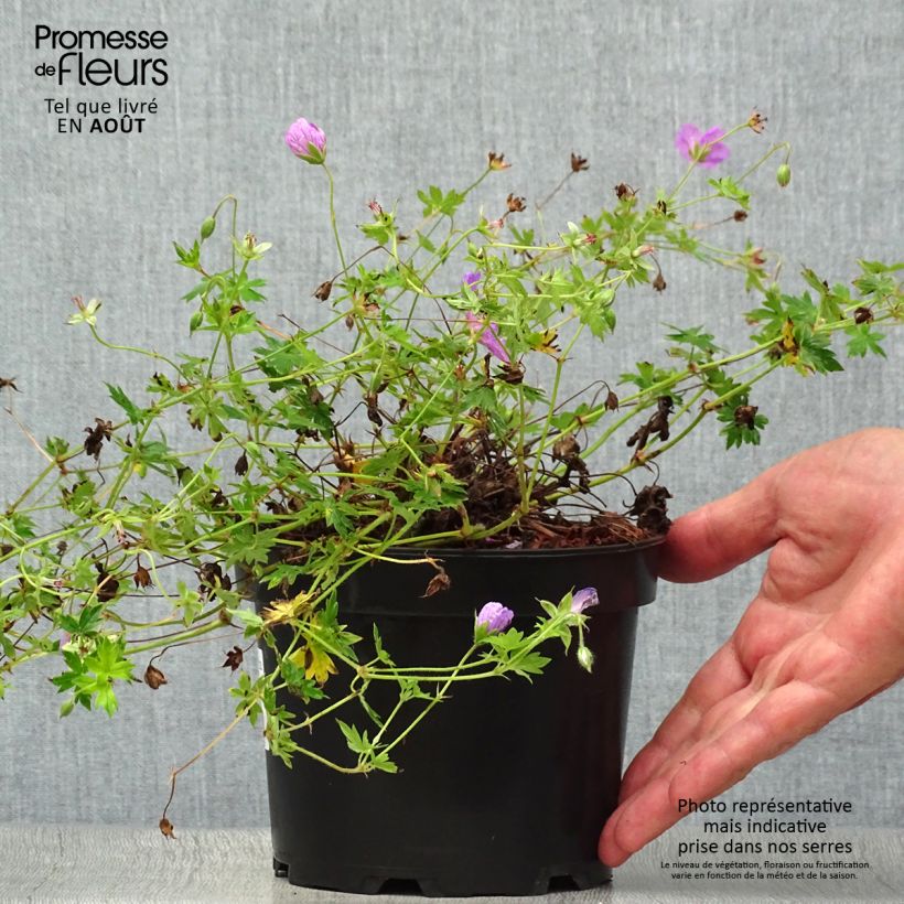 Amostra de Gerânio-sanguíneo Blushing Turtle - Geranium sanguineum Vaso de 2 L/3 L tal como entregue no verão