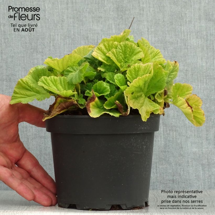 Amostra de Geum coccineum Borisii Vaso de 2 L/3 L tal como entregue no verão