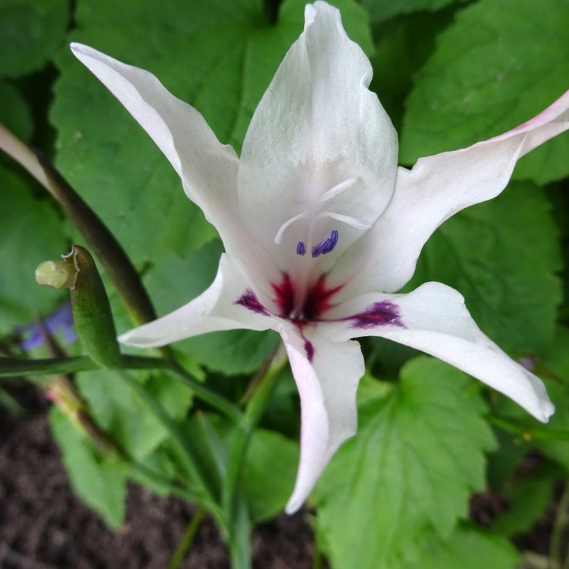 Gladíolo Albidus (Floração)