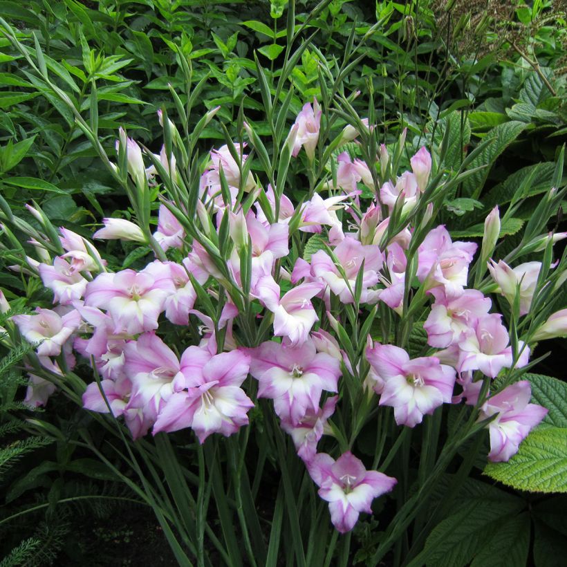 Gladiolus tubergenii Charming Henry (Hábito)