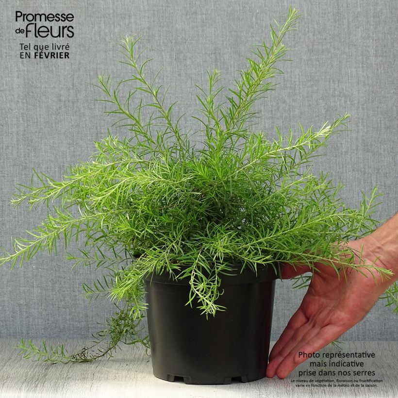 Amostra de Grevillea rosmarinifolia Vaso de 2 L/3 L tal como entregue no outono