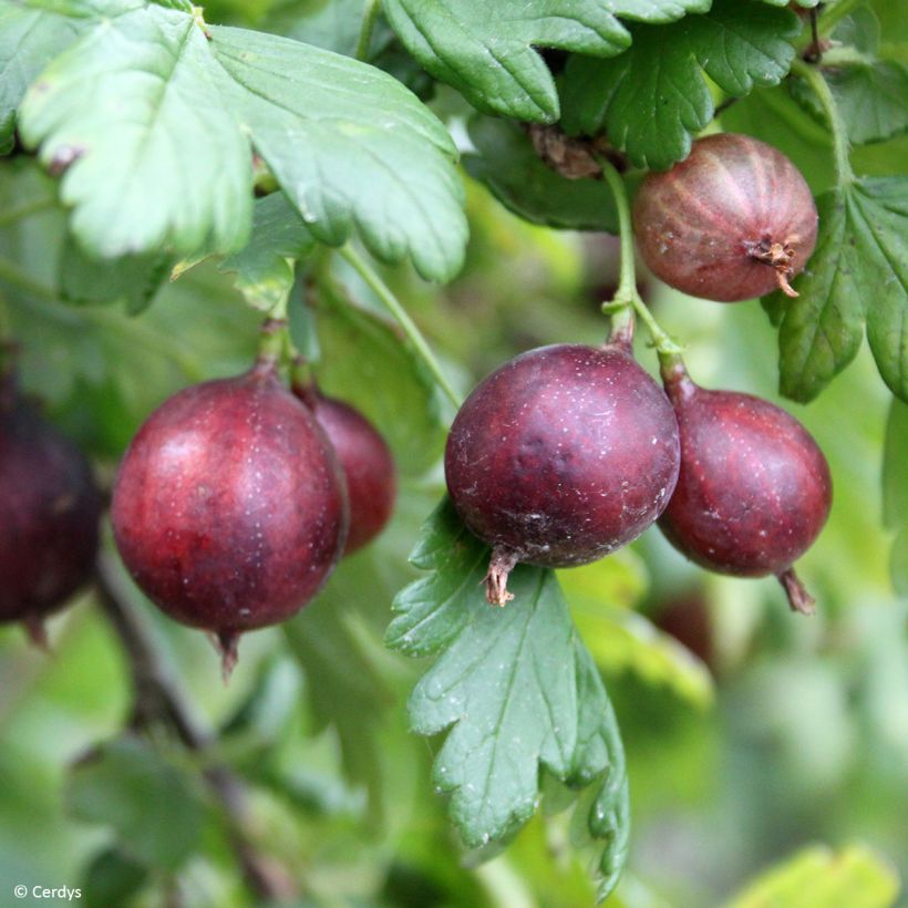 Groselheira-espinhosa Easycrisp Mme Sansouci - Ribes uva-crispa (Colheita)