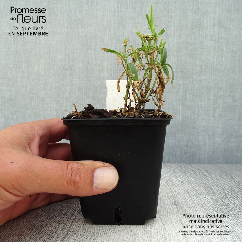 Amostra de Gypsophila paniculata Snow Flake Vaso de 8/9 cm tal como entregue no outono
