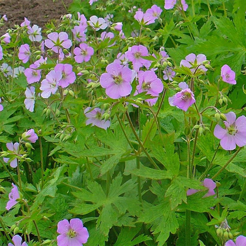Geranium maculatum (Floração)