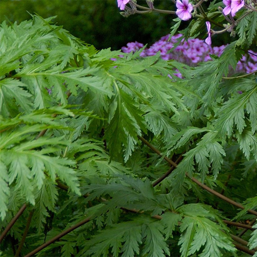 Geranium maderense (Folhagem)