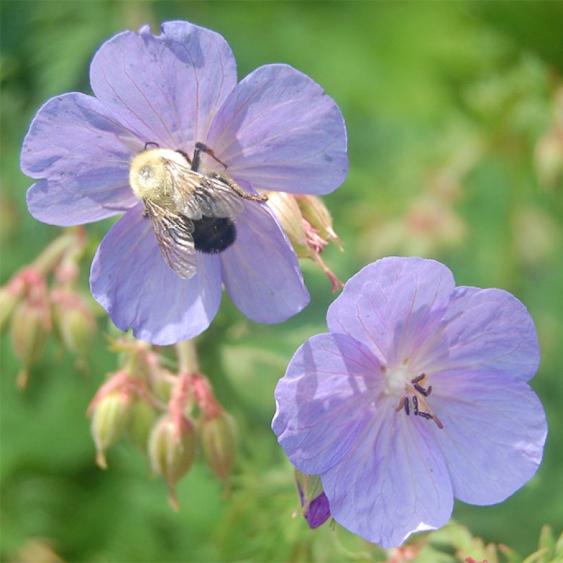Gerânio Kashmir Blue - Geranium clarkei (Floração)