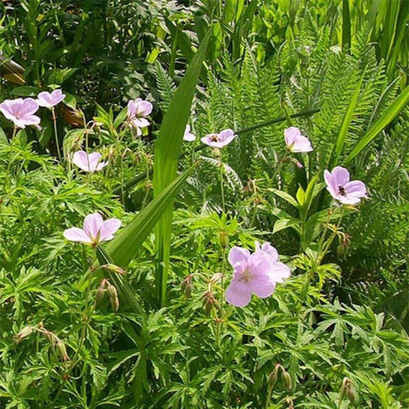 Gerânio Kashmir Pink - Geranium clarkei (Floração)