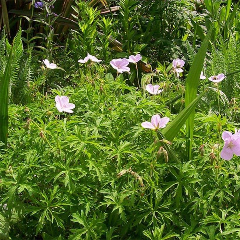 Gerânio Kashmir Pink - Geranium clarkei (Hábito)