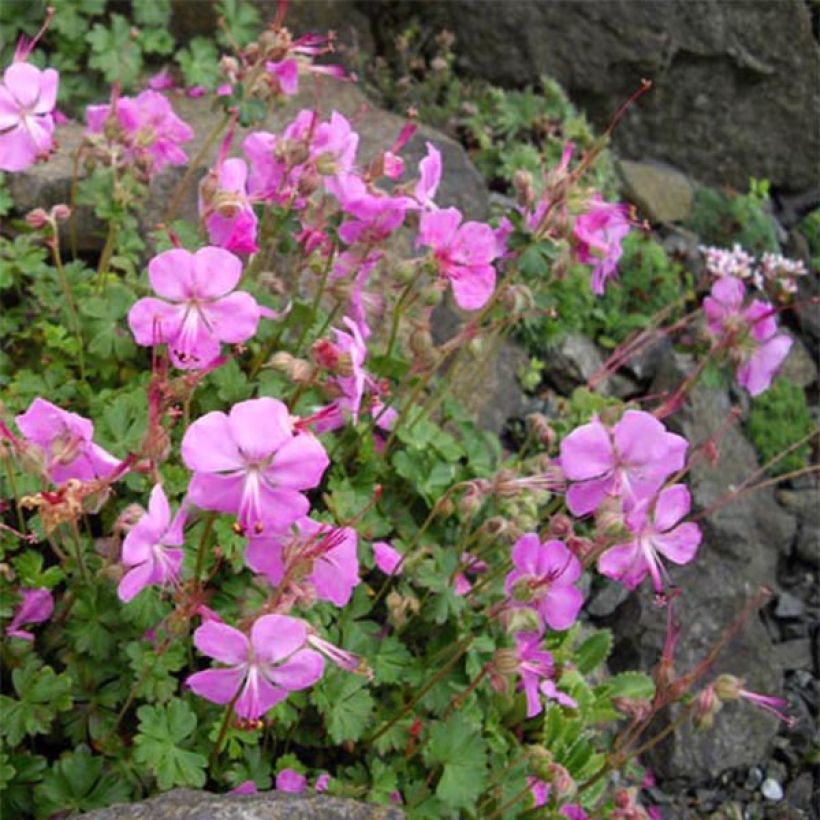 Gerânio Bressingham Pink - Geranium dalmaticum (Hábito)