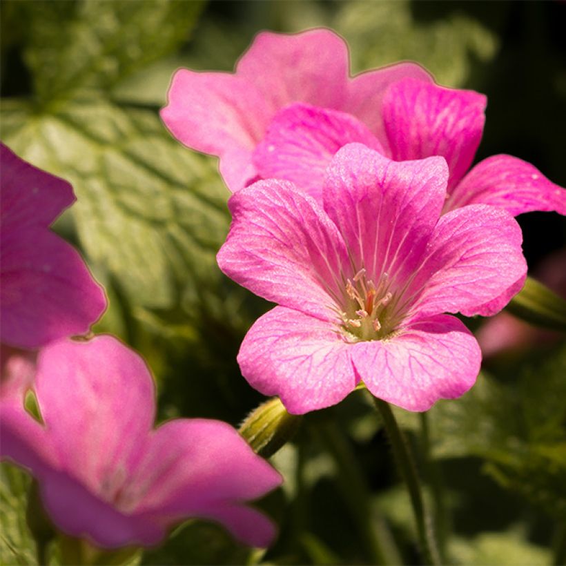 Gerânio Beholder's Eye - Geranium endressii (Floração)