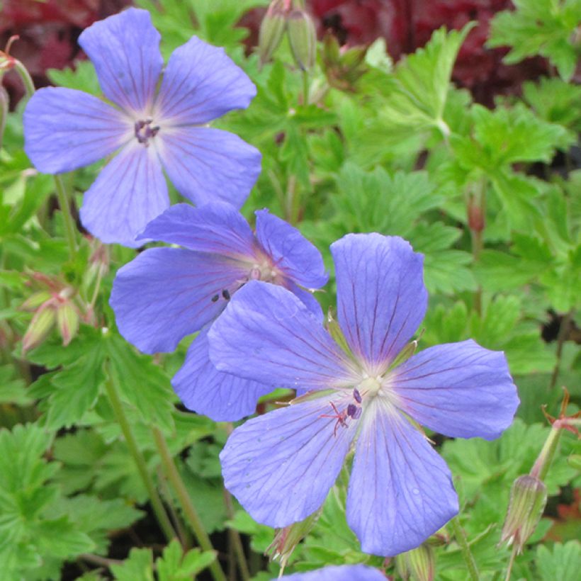 Geranium himalayense (Floração)