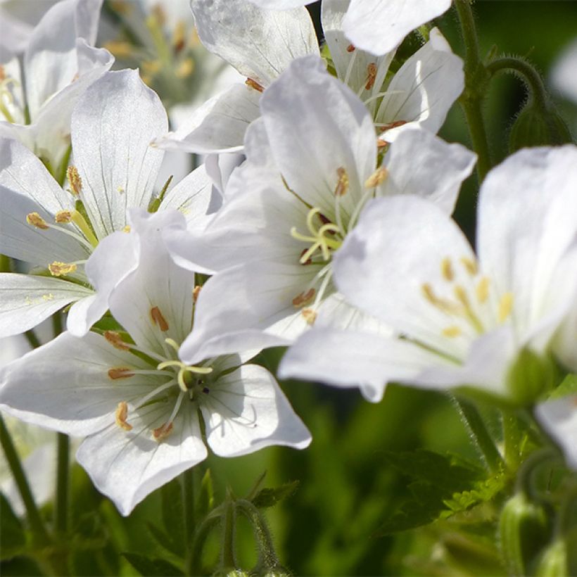 Geranium maculatum var.album (Floração)