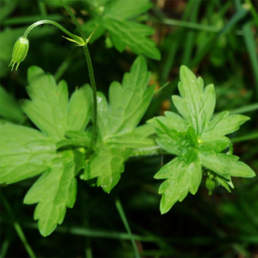 Geranium palustre (Folhagem)
