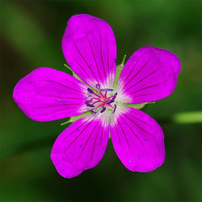 Geranium palustre (Floração)