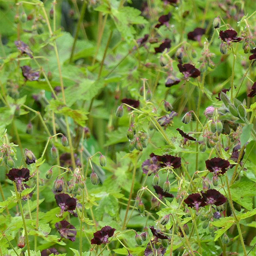 Geranium phaeum Angelina (Floração)