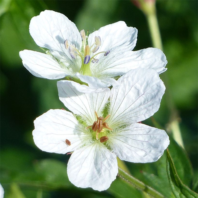 Geranium richardsonii (Floração)