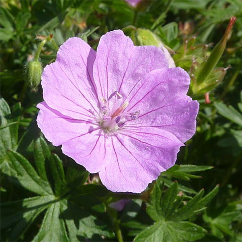 Gerânio-sanguíneo Elsbeth - Geranium sanguineum (Floração)