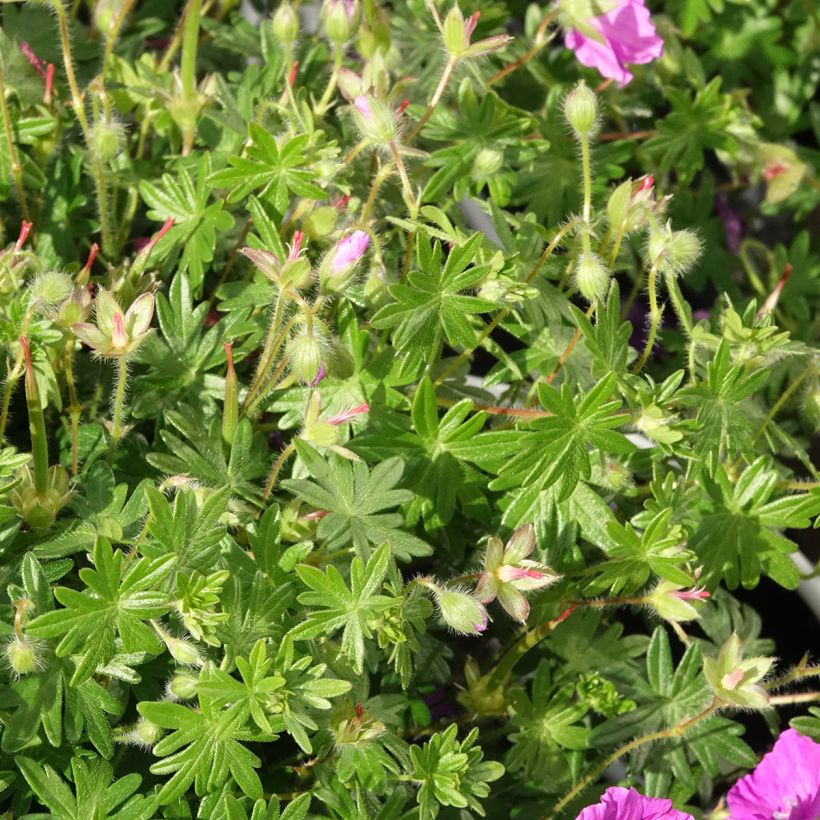 Gerânio-sanguíneo Frivolius Purple - Geranium sanguineum (Folhagem)