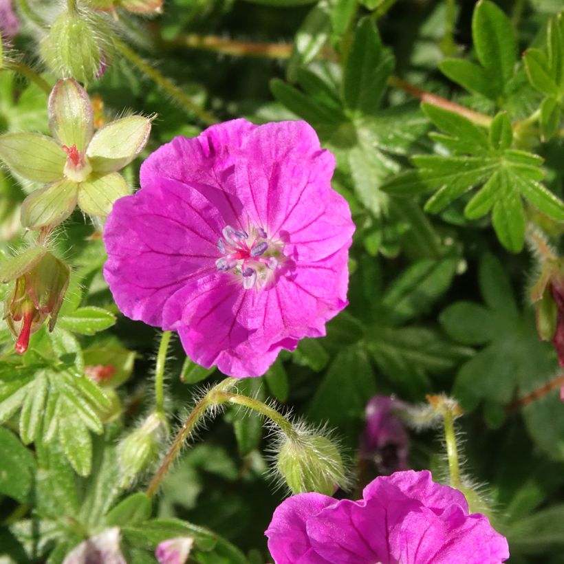Gerânio-sanguíneo Frivolius Purple - Geranium sanguineum (Floração)