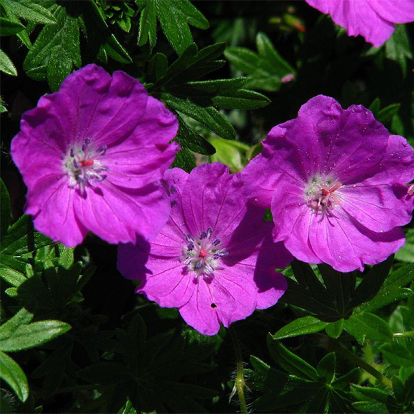 Gerânio-sanguíneo Max Frei - Geranium sanguineum (Floração)
