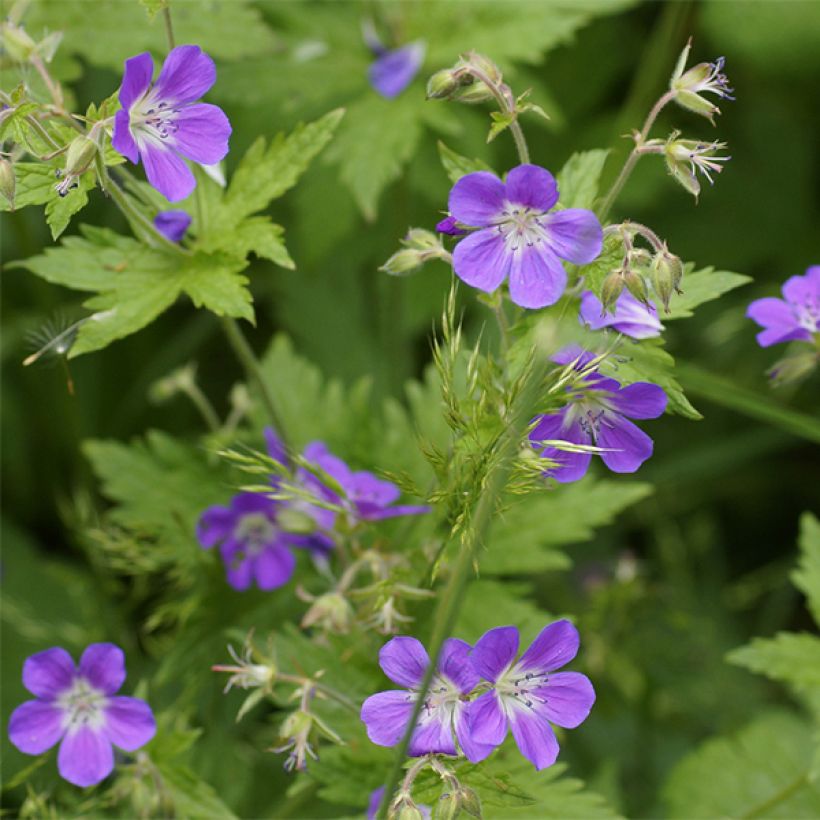 Geranium sylvaticum Birch Lilac (Floração)