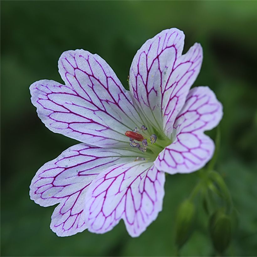 Geranium versicolor (Floração)