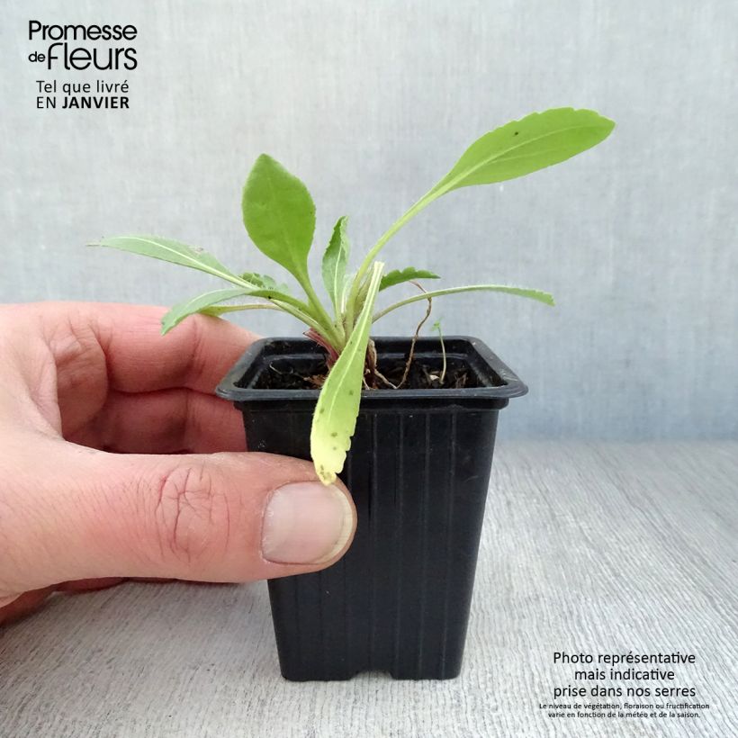 Amostra de Gailárdia Bourgogne Vaso de 7/8 cm tal como entregue no inverno