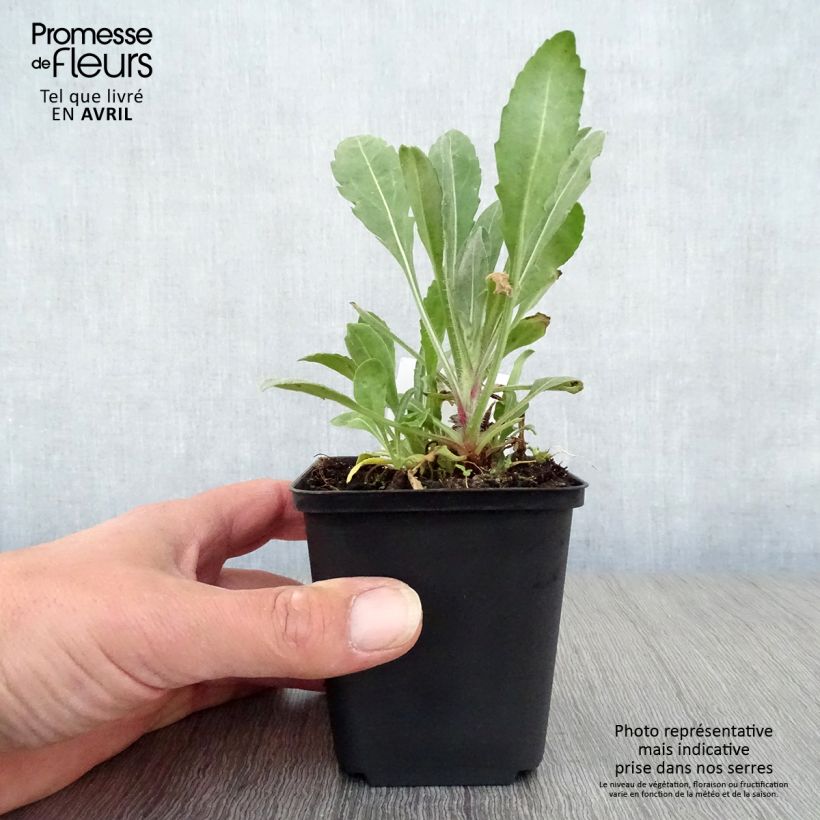 Amostra de Gailárdia Bourgogne Vaso de 7/8 cm tal como entregue na primavera