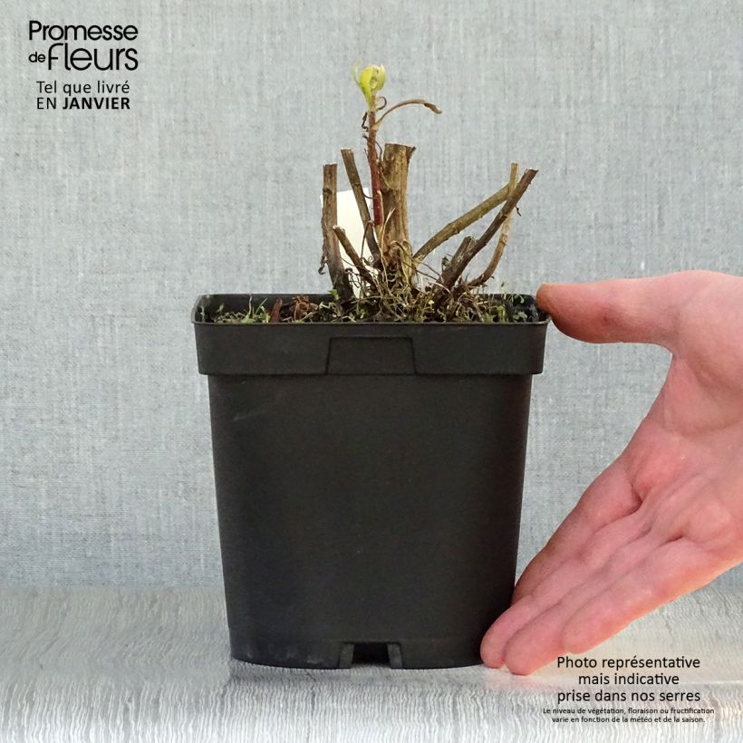 Amostra de Gailárdia Bourgogne Vaso de 2 L/3 L tal como entregue no inverno