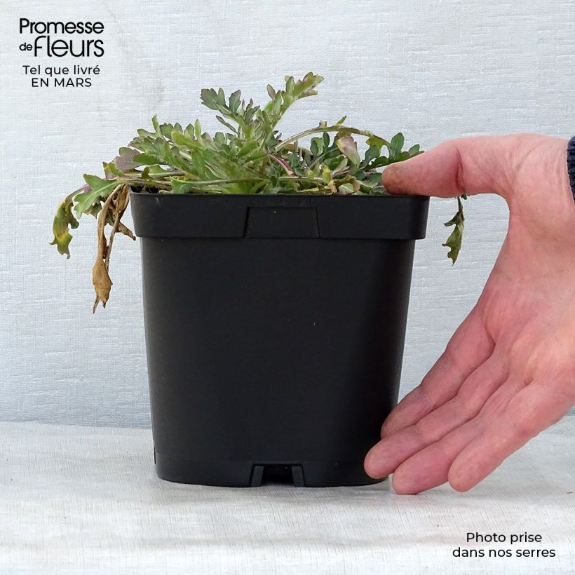 Amostra de Gailárdia Bourgogne Vaso de 2 L/3 L tal como entregue na primavera