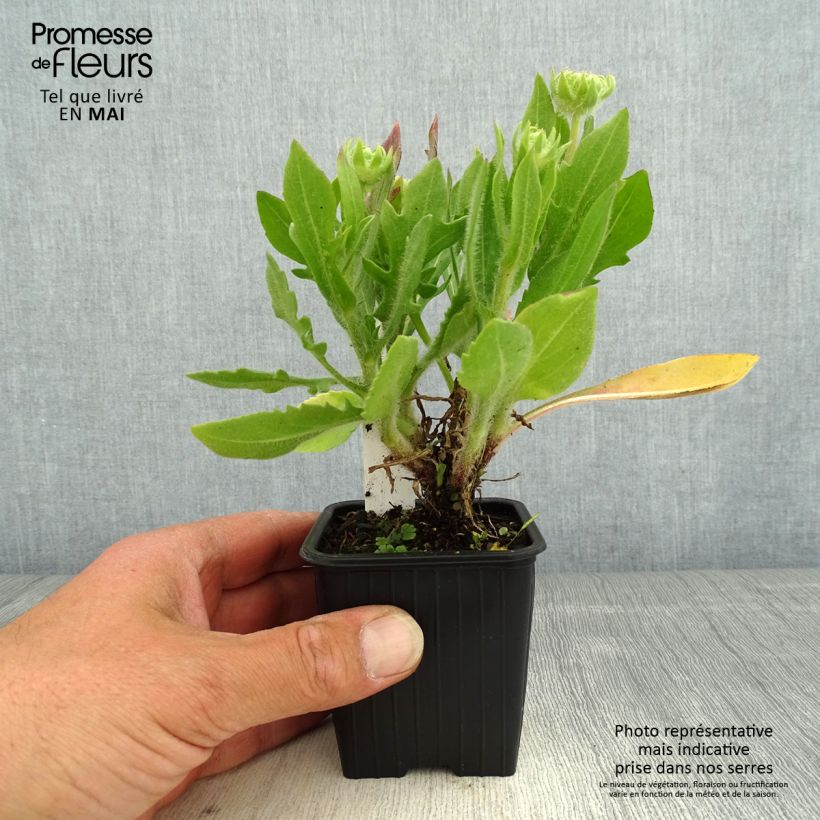 Amostra de Gailárdia Fanfare Blaze Vaso de 8/9 cm tal como entregue na primavera