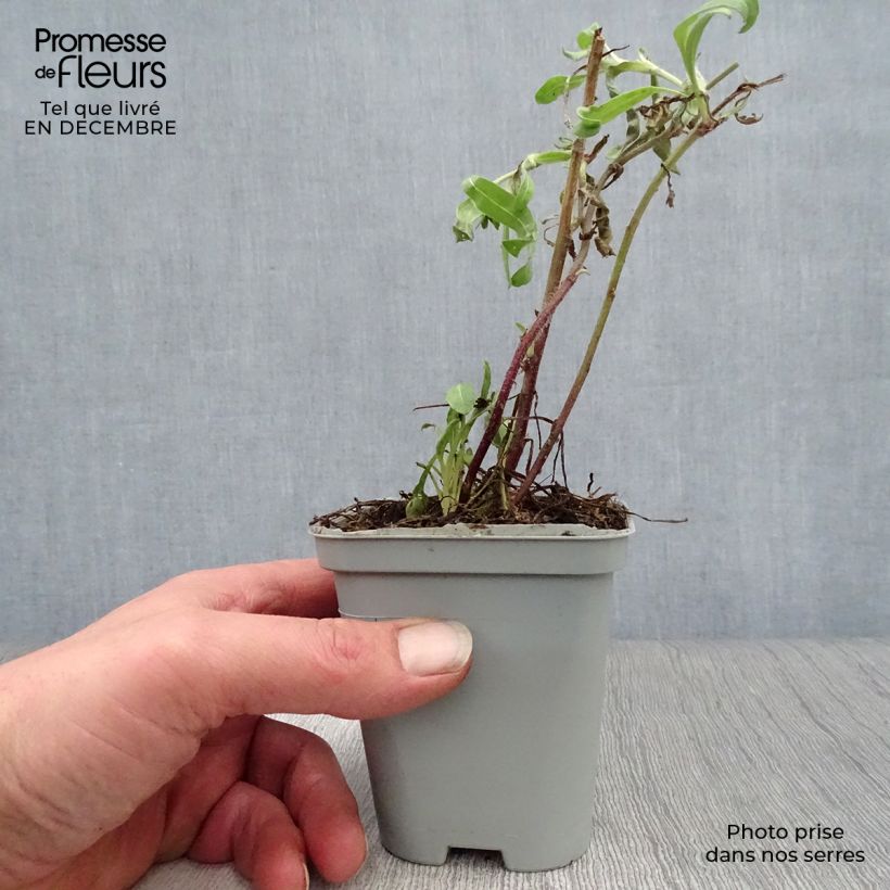 Amostra de Gailárdia Kobold Vaso de 8/9 cm tal como entregue no inverno