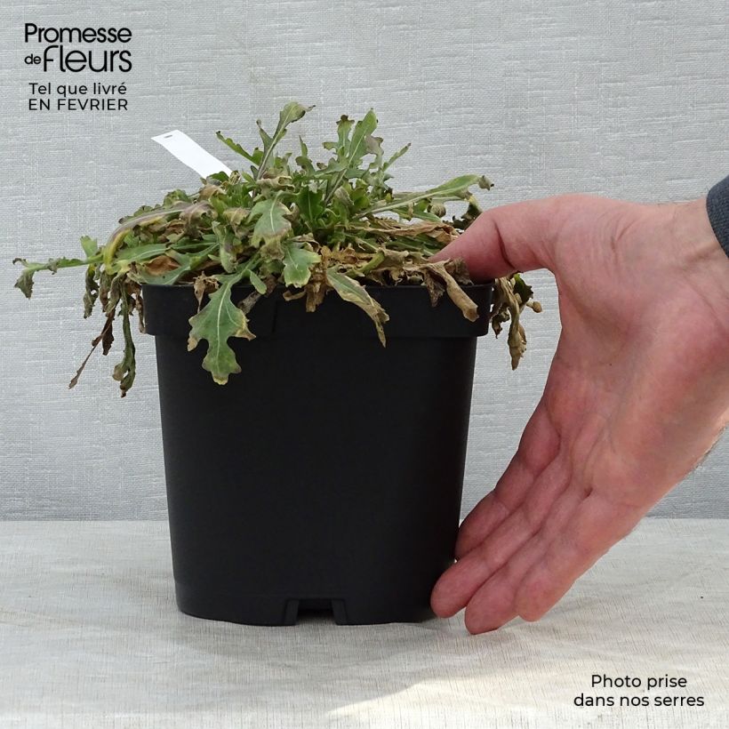 Amostra de Gailárdia Kobold Vaso de 2 L/3 L tal como entregue no inverno