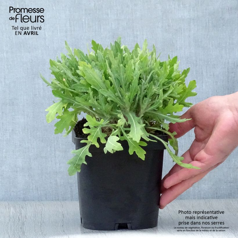 Amostra de Gailárdia Kobold Vaso de 2 L/3 L tal como entregue na primavera